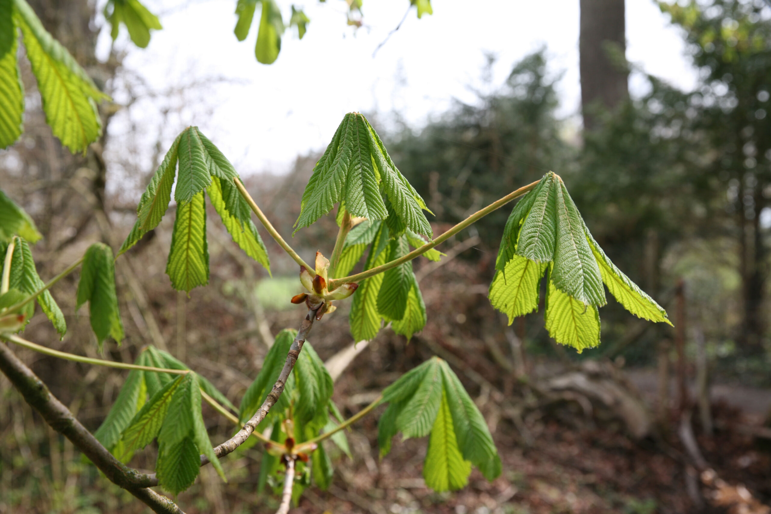 Aesculus Urtinktur – Bild 4