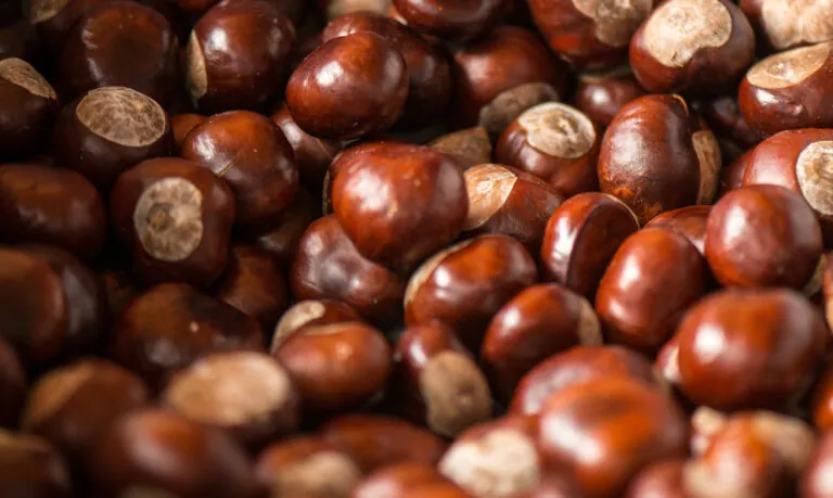 Aesculus Urtinktur – Bild 3